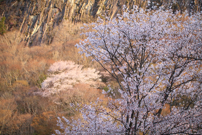 奈良 曽爾村屏風岩公苑（桜開花 2016） ／ SIGMA 50-100mm F1.8
